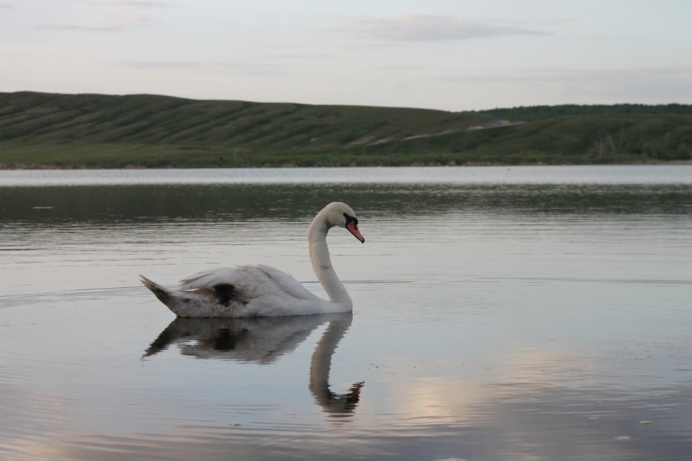 Photograph by Алина КАШКАВАЛ