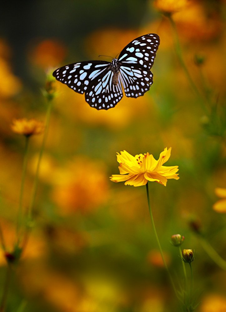 Волшебная страна