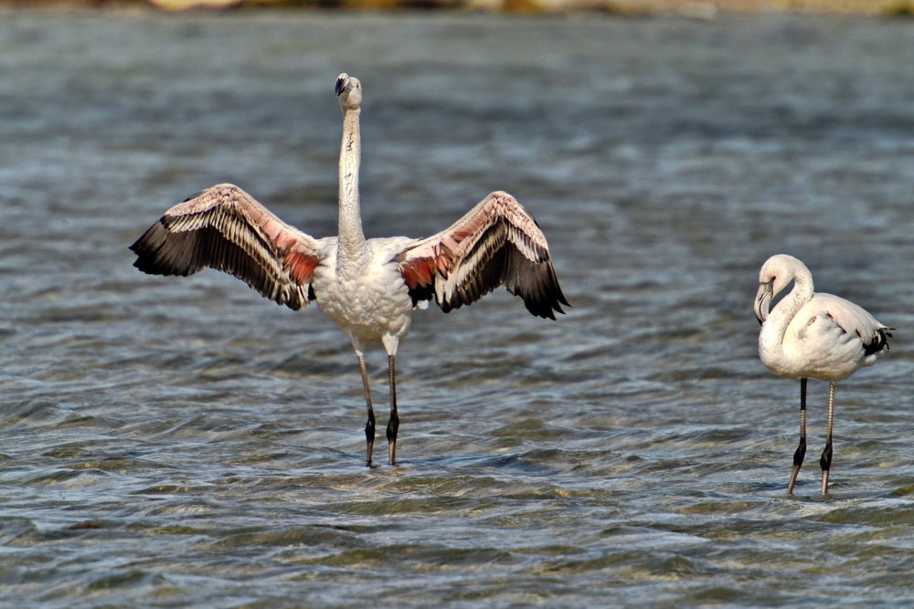 Даже фламинго летят в Крым!