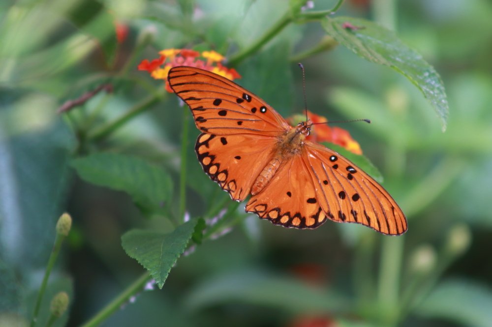 Photograph by Sônia Maria de Oliveira