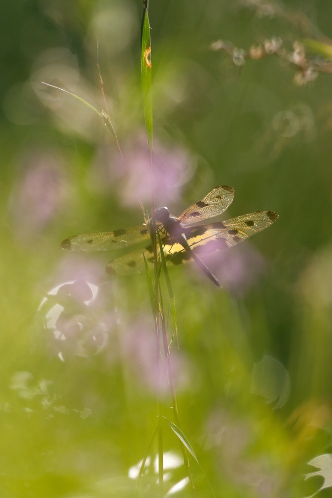 Магический мир
