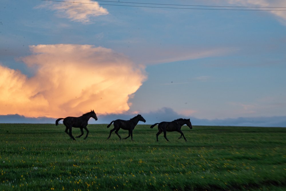 Кони в облаке