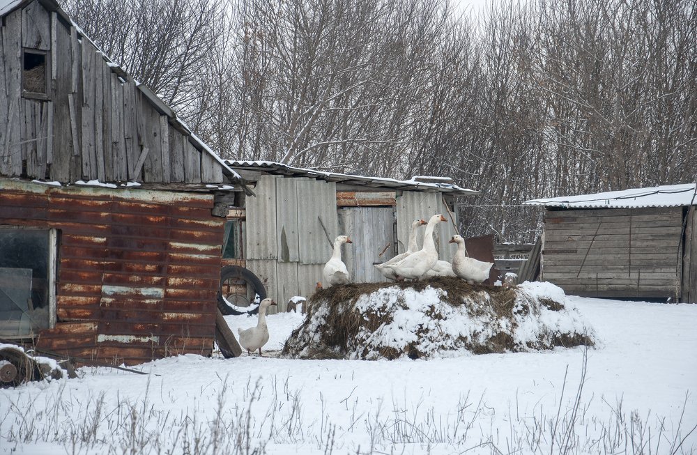 Гулять по свежему снежку особенно приятно,даже если ты гусь,и лапы в сене погреть можно