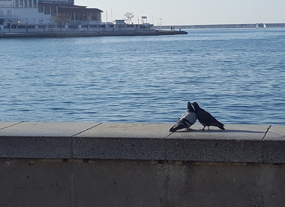 Любовь не ждет весны