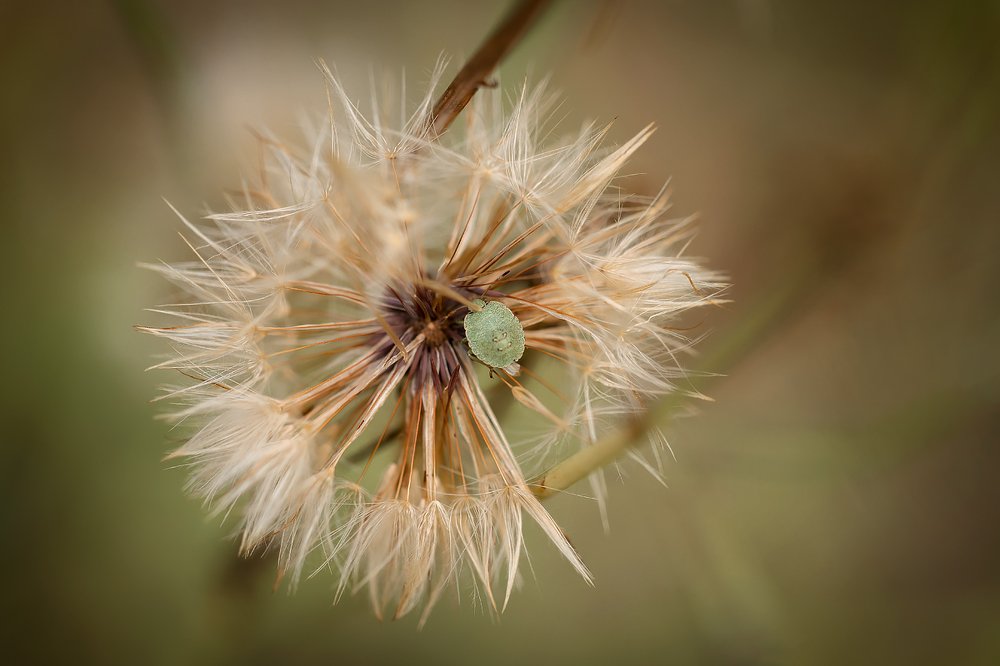 Чудеса маскировки
