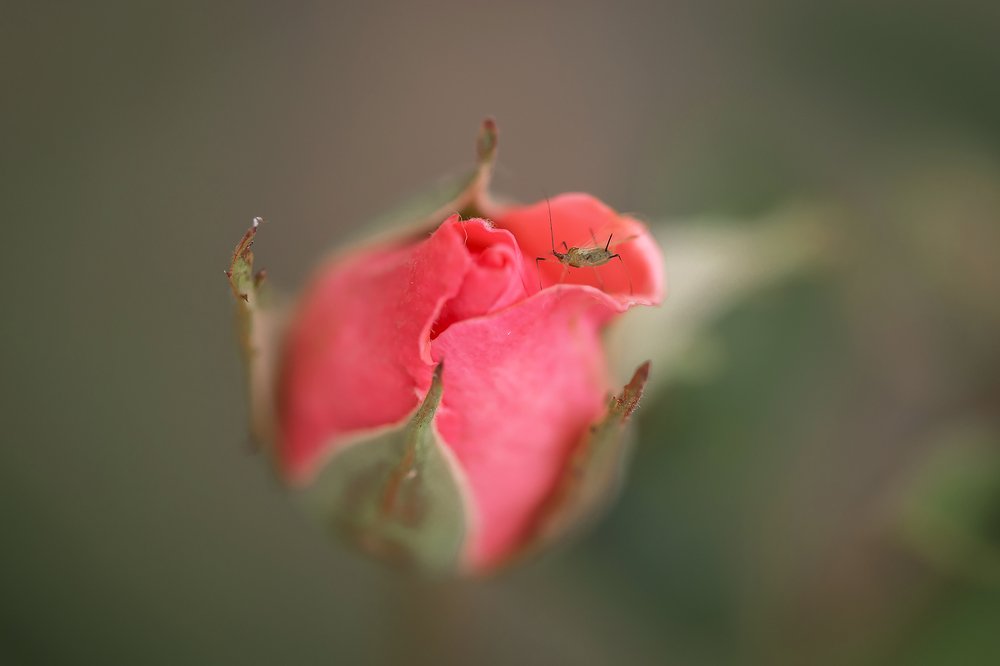 Хрупкая нежность