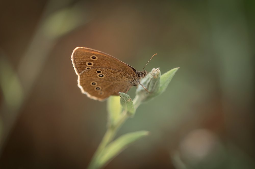 Photograph by Анастасия Петрова