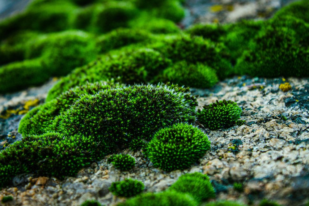 Photograph by Дмитрий Федорченко