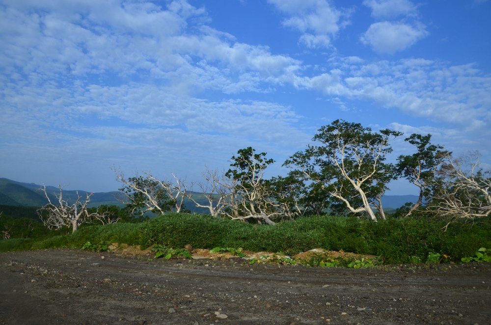 Сказочный лес