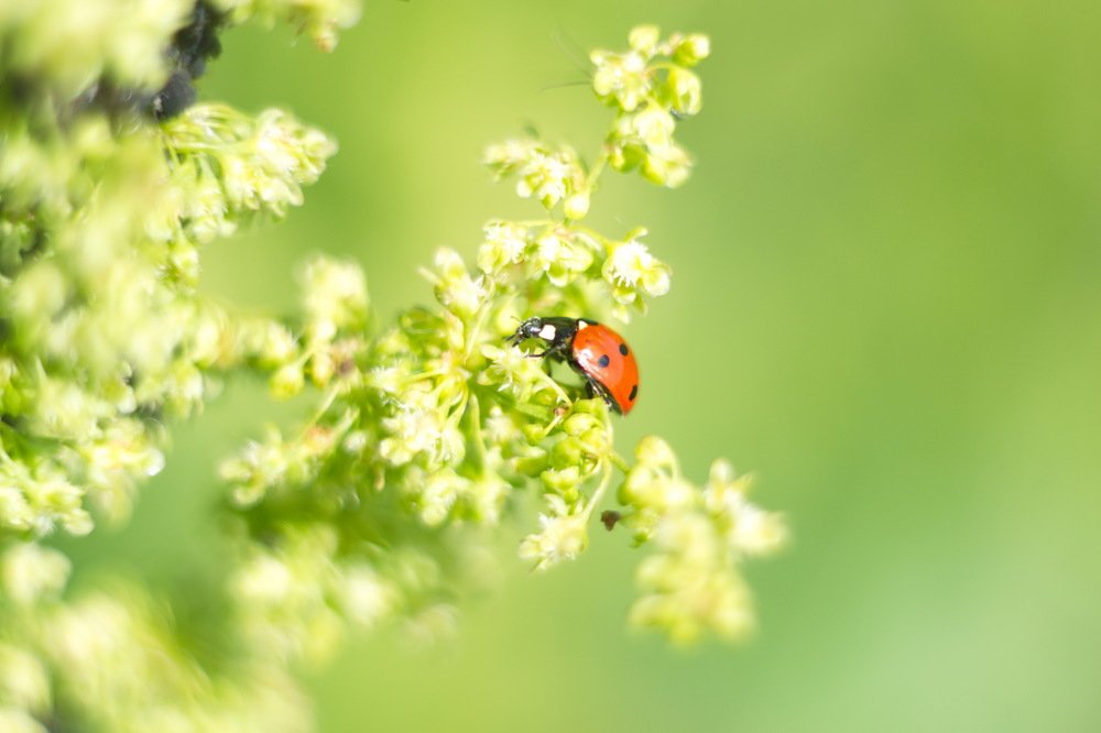 Photograph by Антон Казначеев