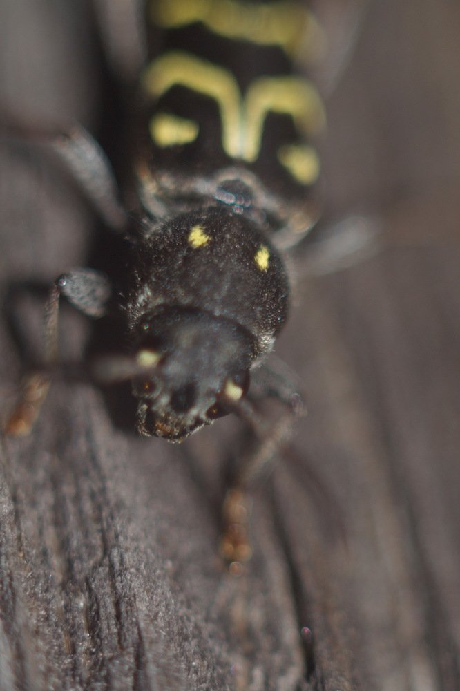 Photograph by Антон Казначеев