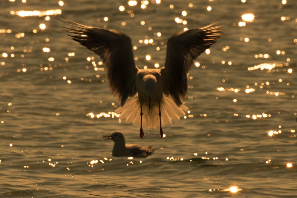 Photograph by Ahmed Elkahlawi