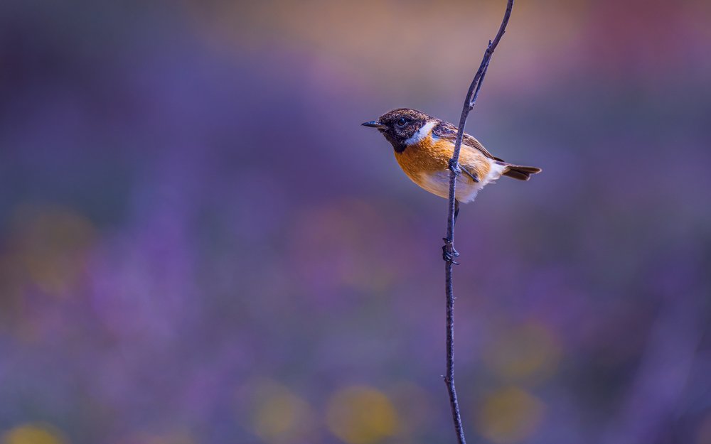 Photograph by Ahmed Elkahlawi