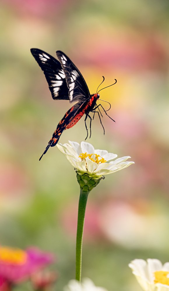 Солист баЛета