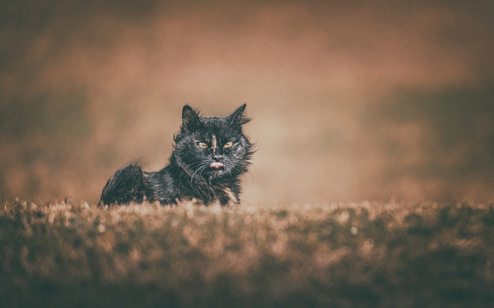 Photograph by Ahmed Elkahlawi