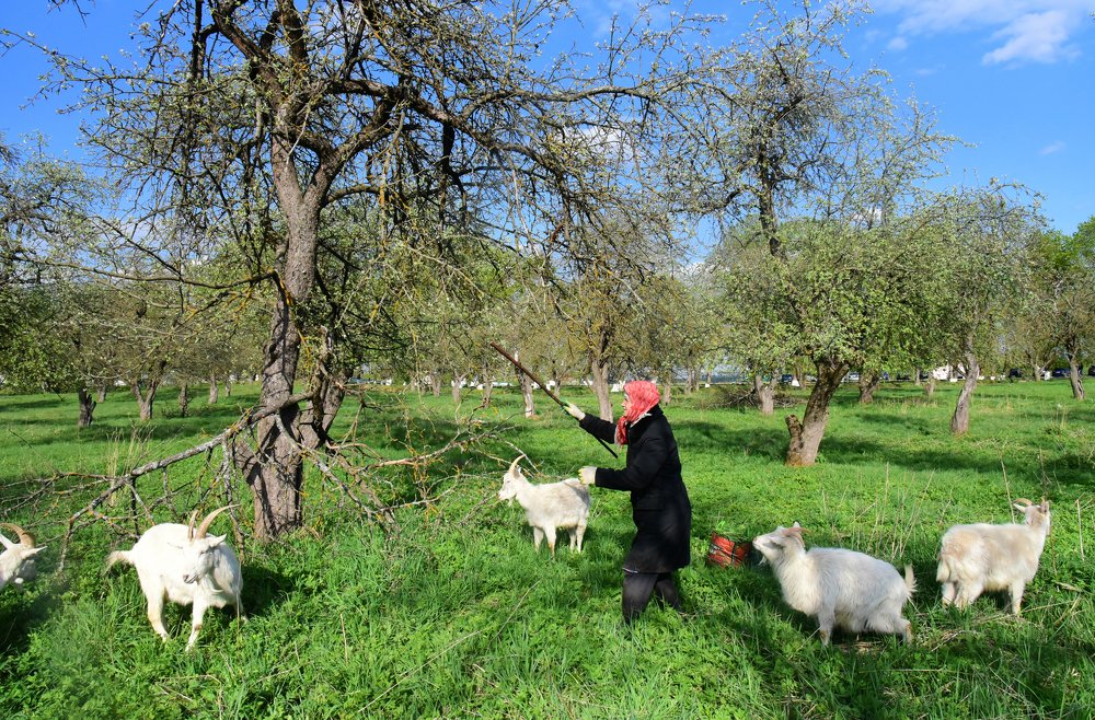 Цветения не будет