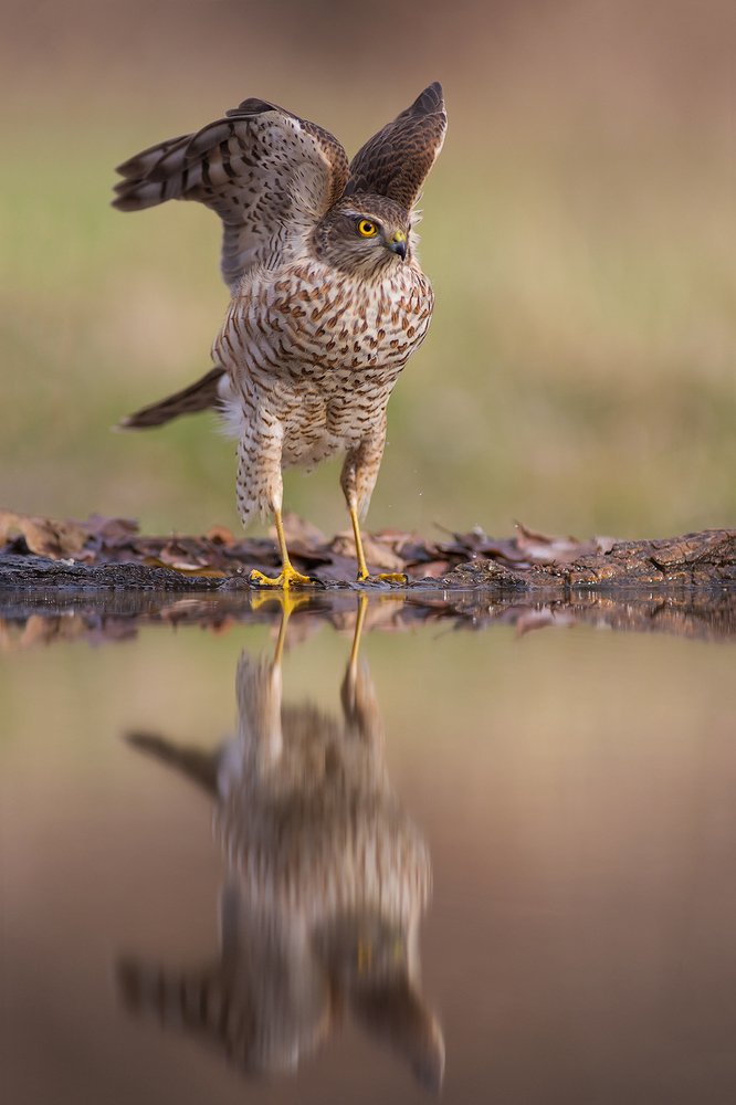 Photograph by Petya Petkova