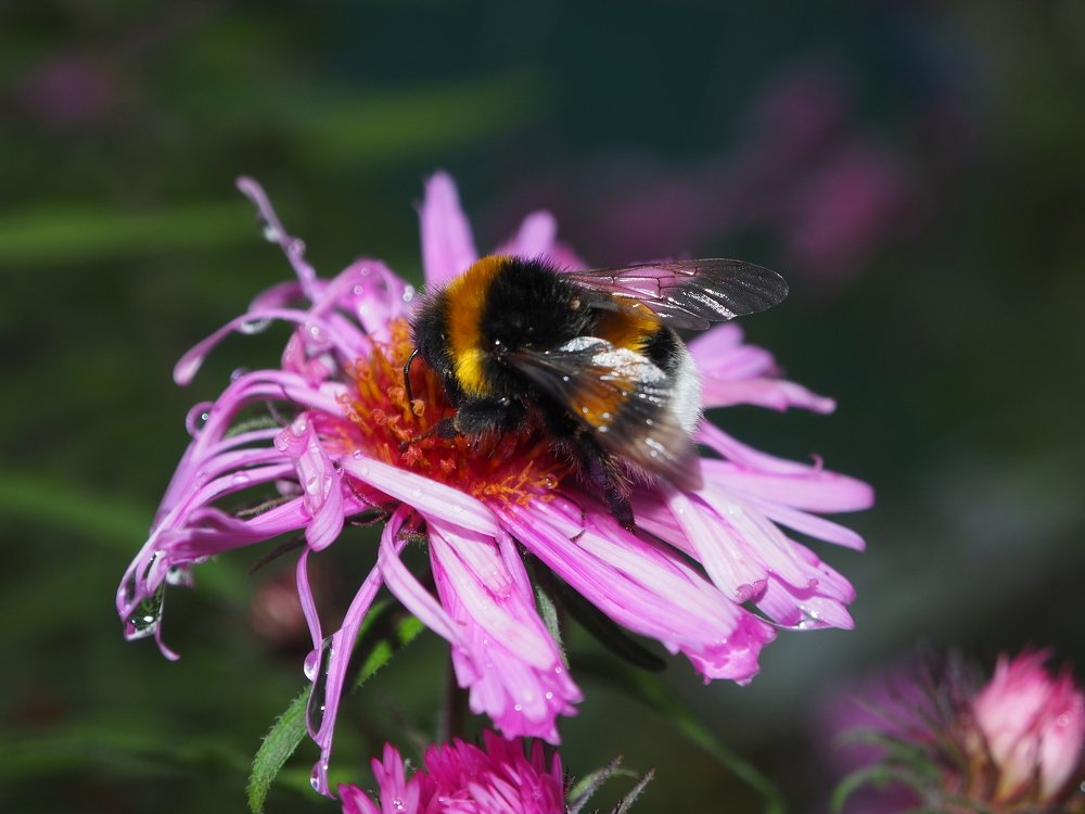 Last nectar of the fall