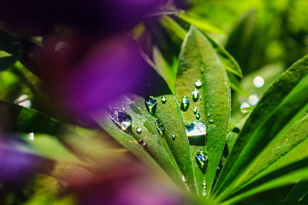 Природные бриллианты.