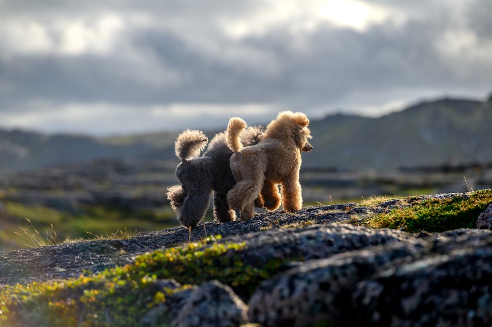 Photograph by Мария Новоселецкая