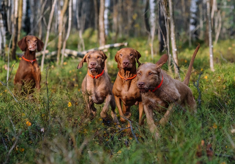Photograph by Мария Новоселецкая