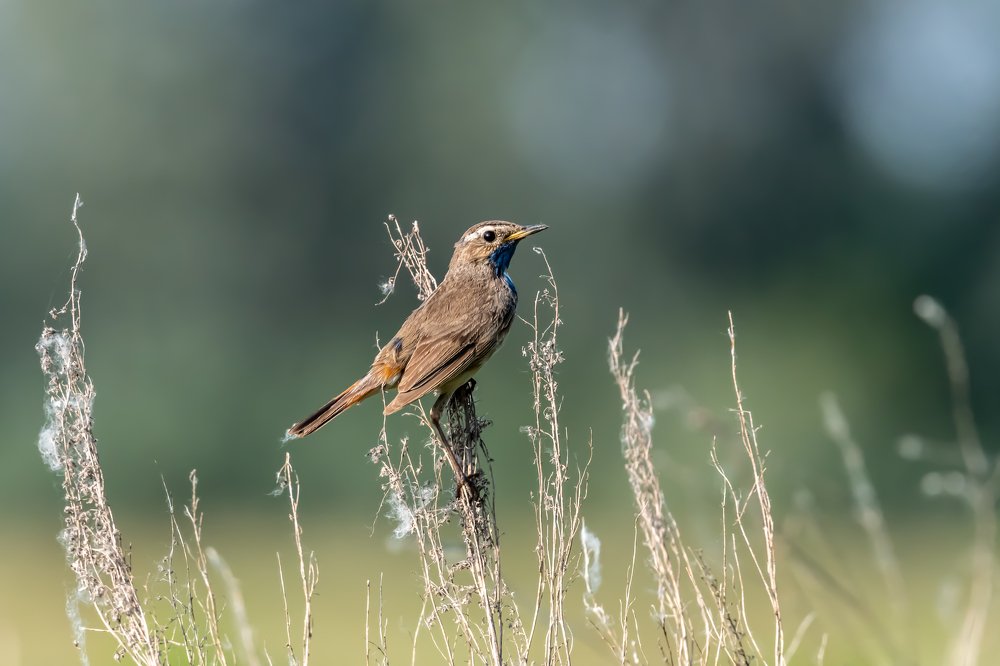 ''Поле! Русское поле!...''