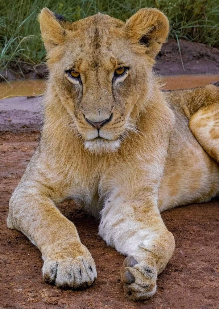 Hitesh kalyan wildlife photography