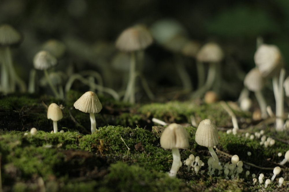 Fungi sapiens