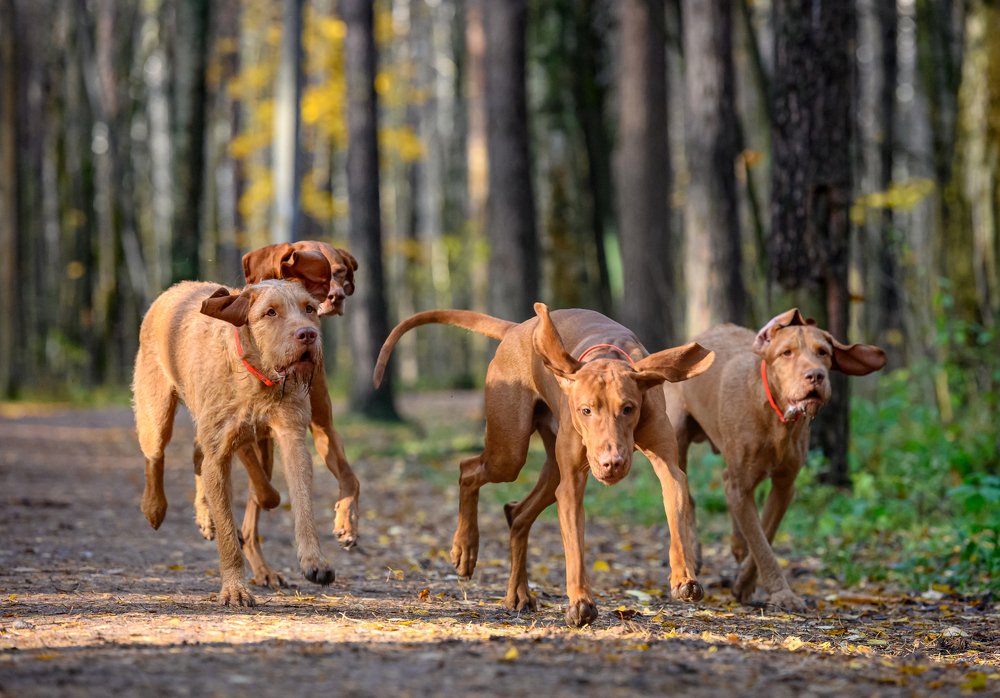 Photograph by Мария Новоселецкая