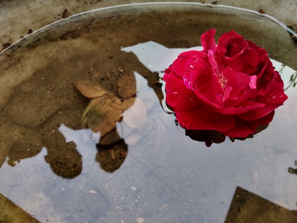 Photograph by Priyanka Sharma