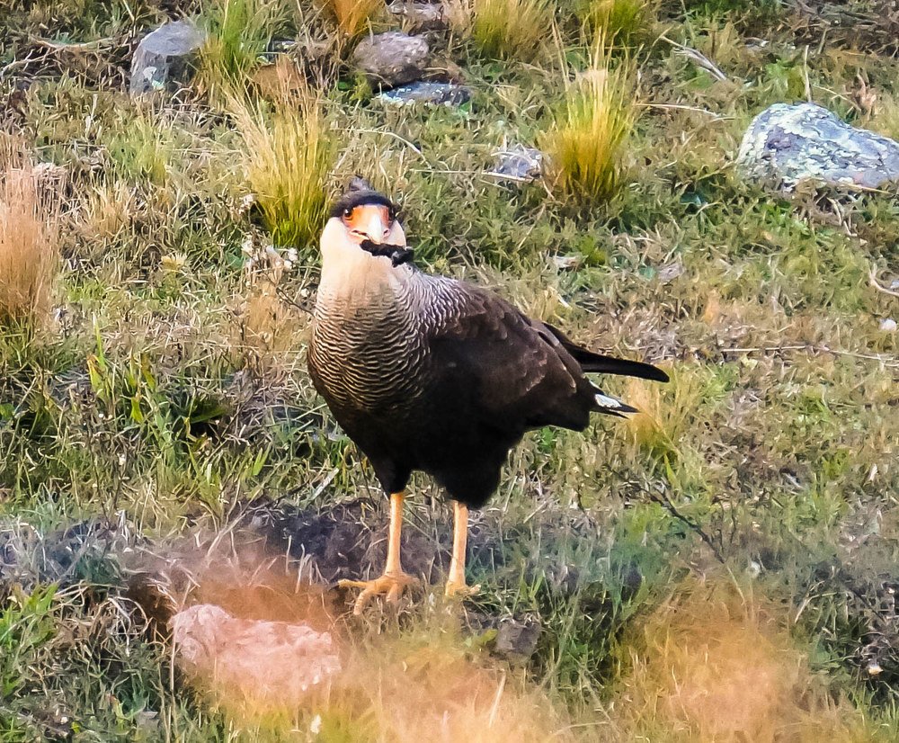 Photograph by Karina Elena Bergagna