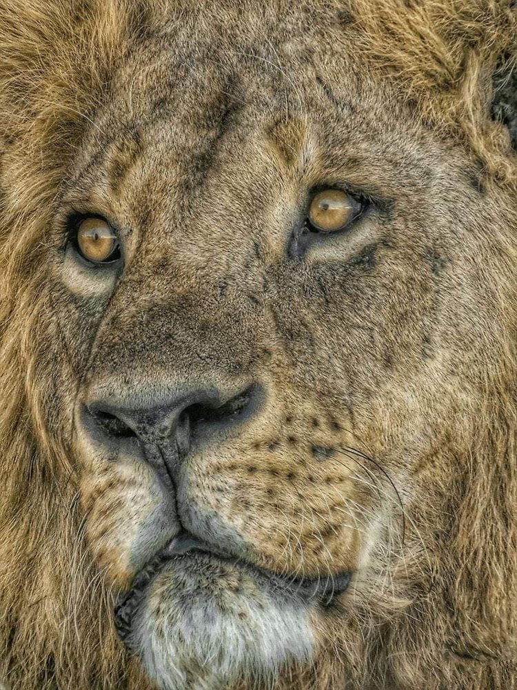 Hitesh kalyan wildlife photography