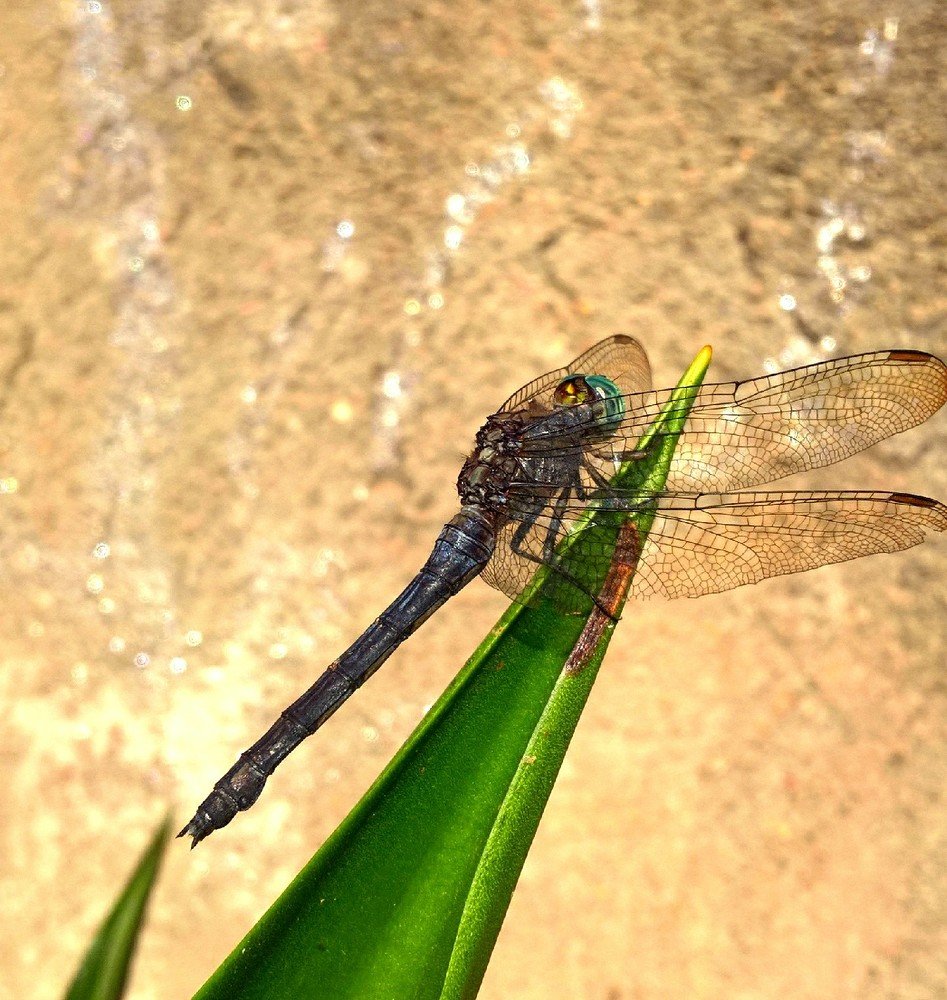 Фотография автора serubogo vicentes