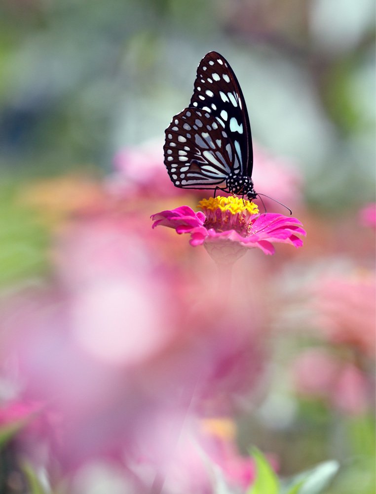 Магическая живопись Природы