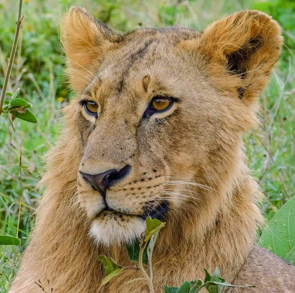 Hitesh Kalyan Wildlife Photography