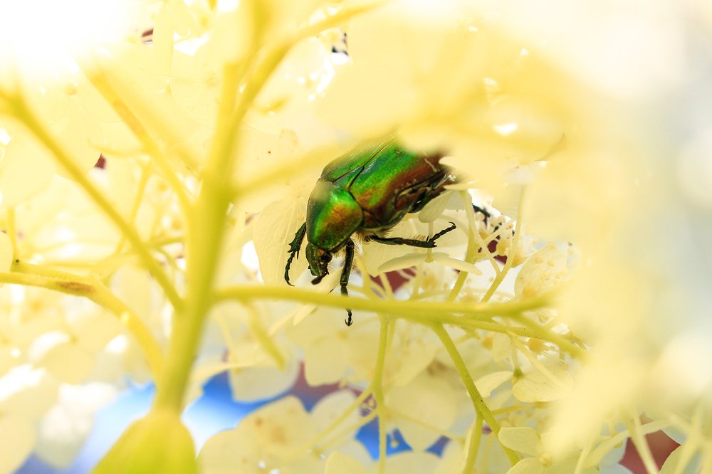 "Я в домике!"