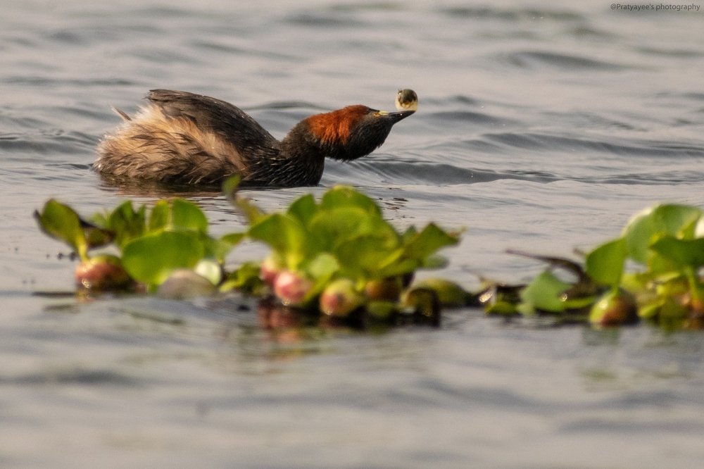 Little grebe with a cockle