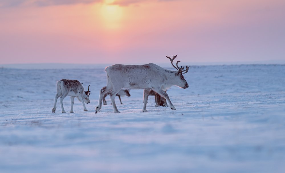 Photograph by Мария Новоселецкая