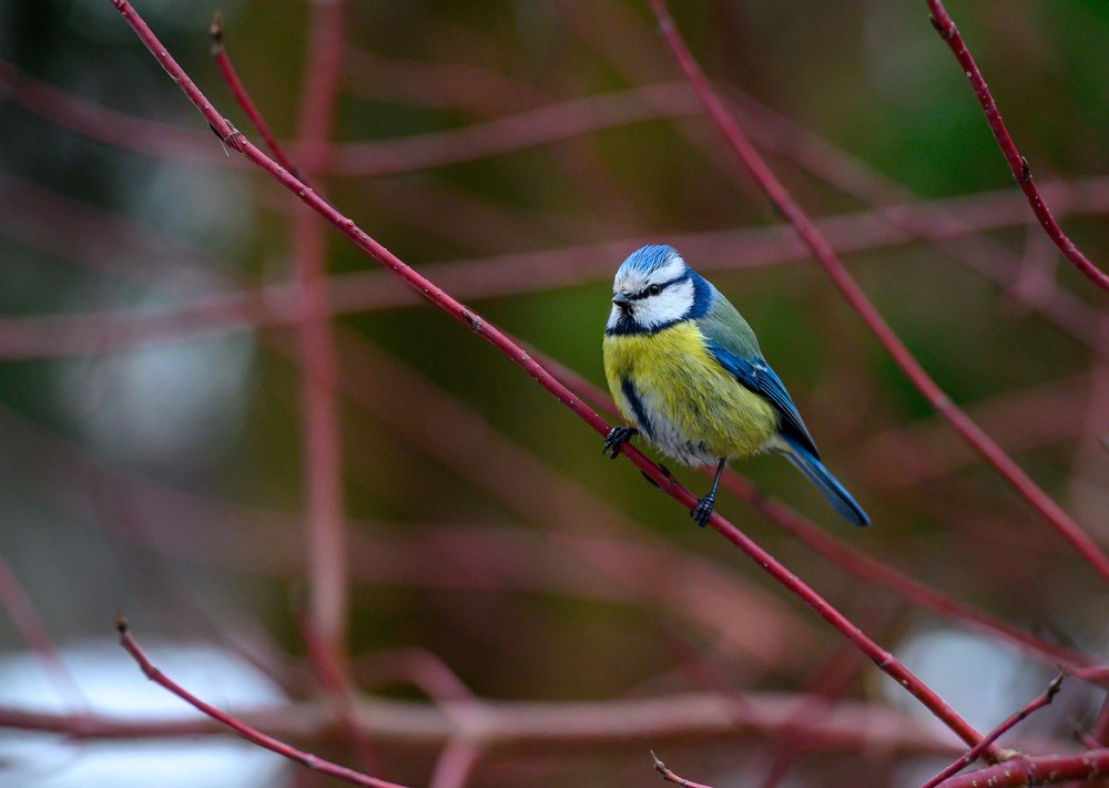 Photograph by Мария Новоселецкая