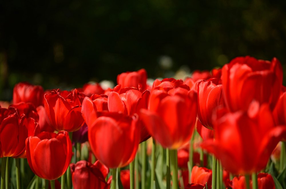 Photograph by Liliana Grup