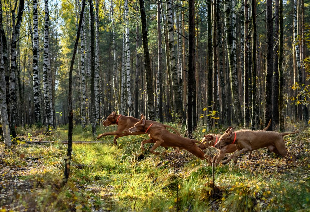 Photograph by Мария Новоселецкая