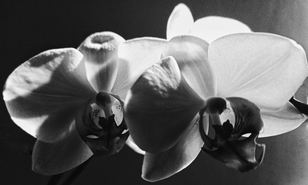 Photograph by Umroyan Naira