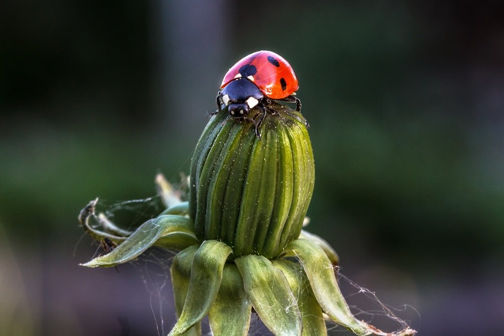 Photograph by Сергей Крышен