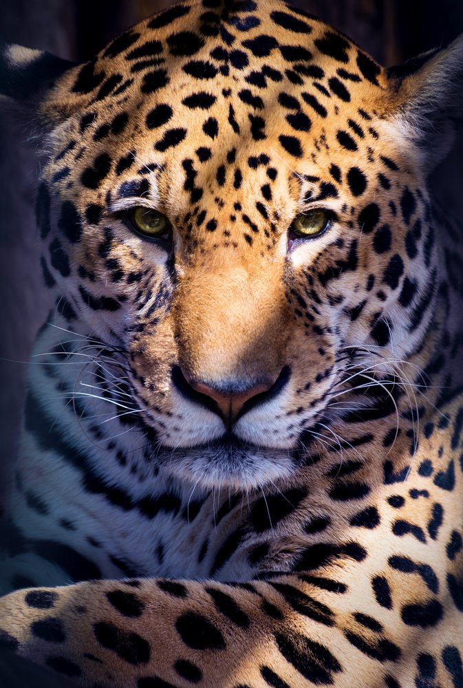 Photograph by Shopteriev