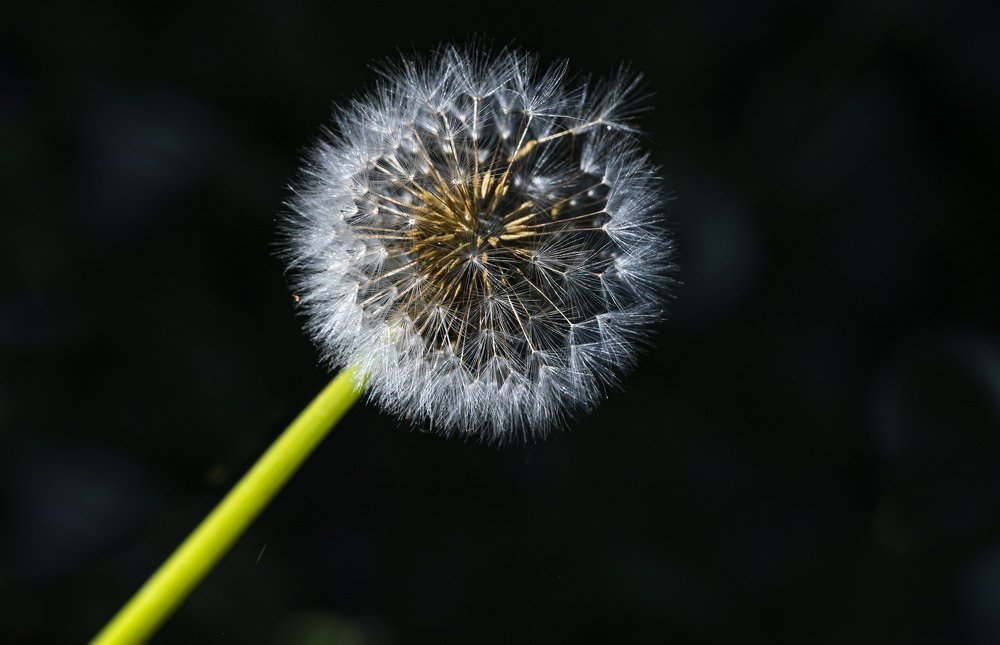 An Oasis in the Middle