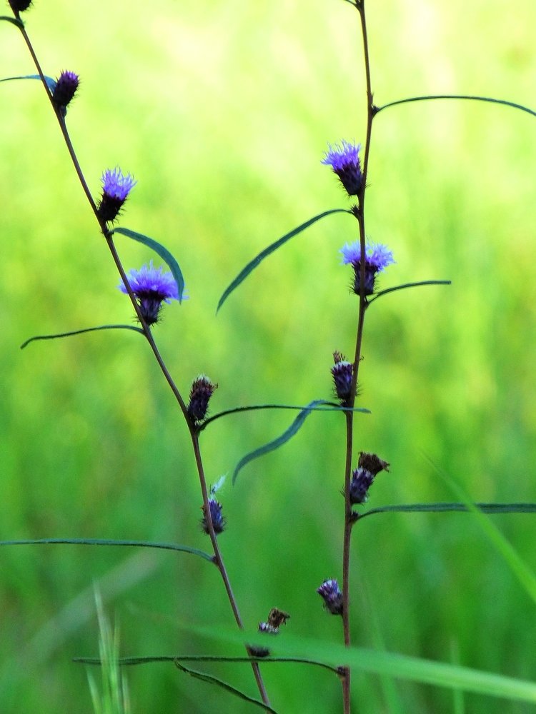 Photograph by Zulma Elizabeth Bernal