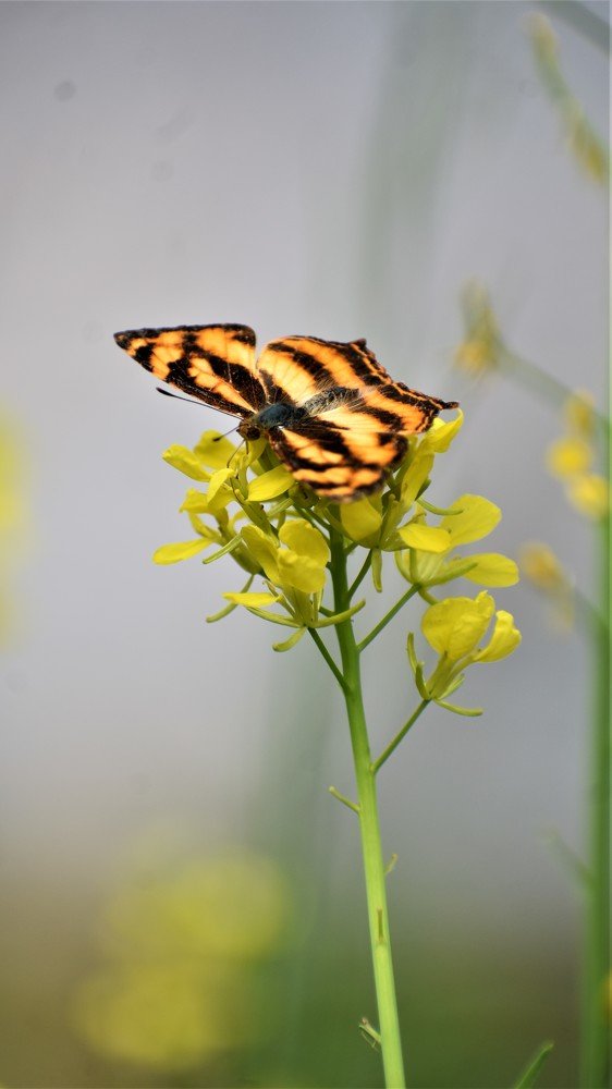 Photograph by Jemni Perme