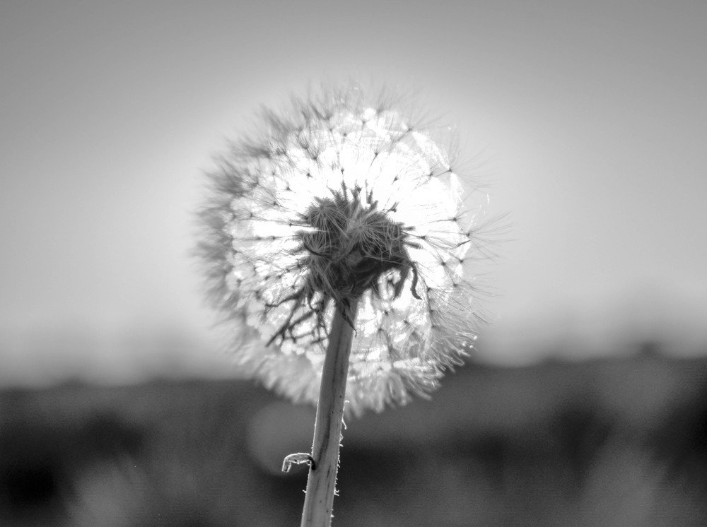 Photograph by David VILLCA
