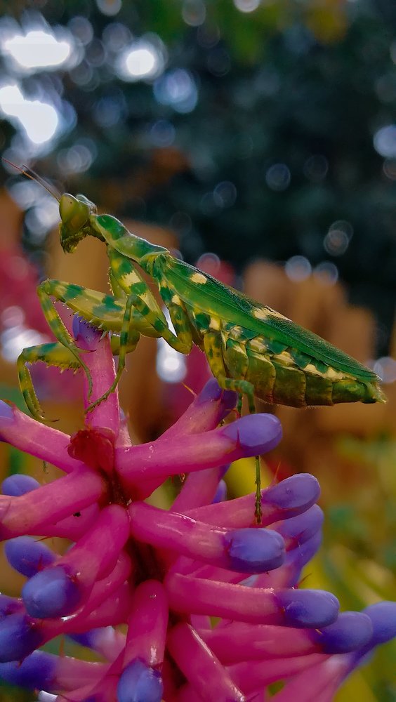 Photograph by Sang Lawu