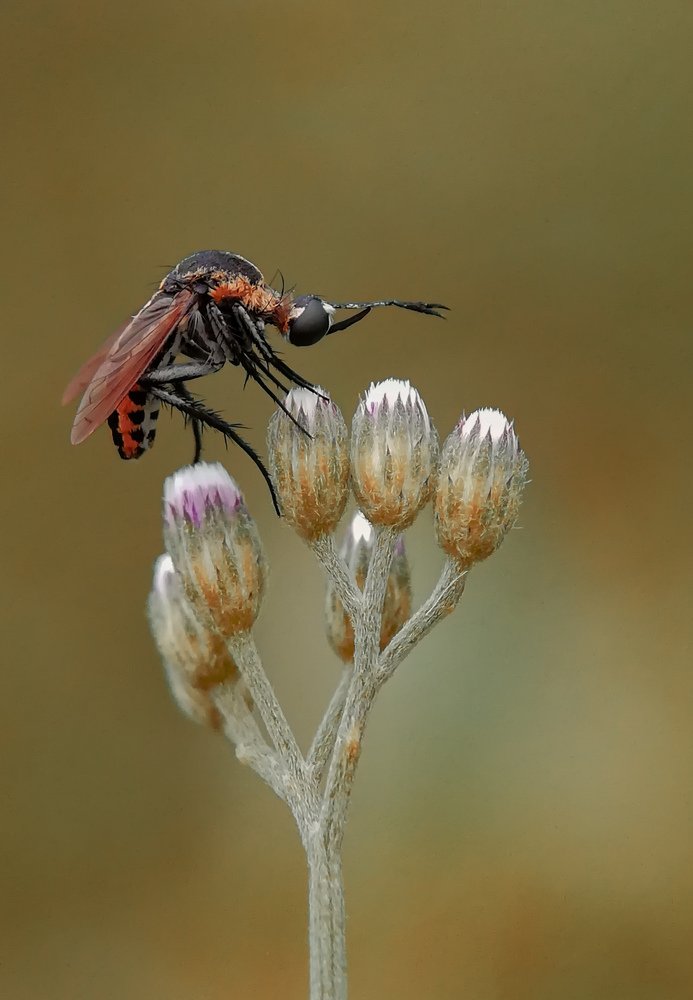 Photograph by Sang Lawu